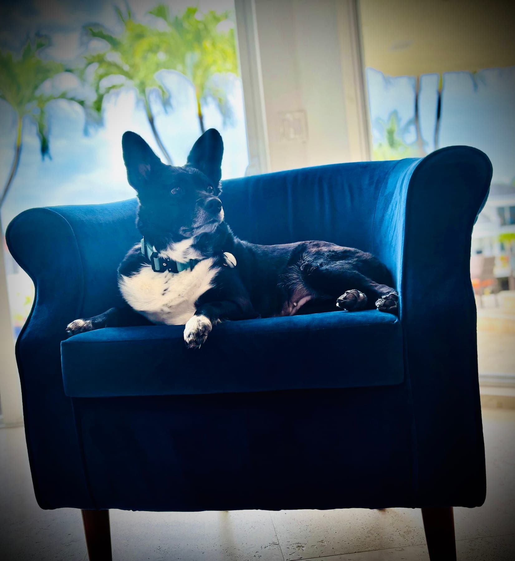 A small dog lounging on a velvet armchair